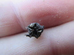 Bergeranthus multiceps