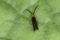 Micropterigidae