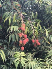 Litchi