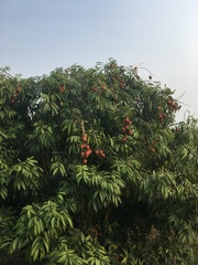 Litchi