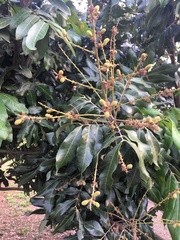 Litchi