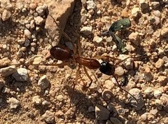 Camponotus nigriceps