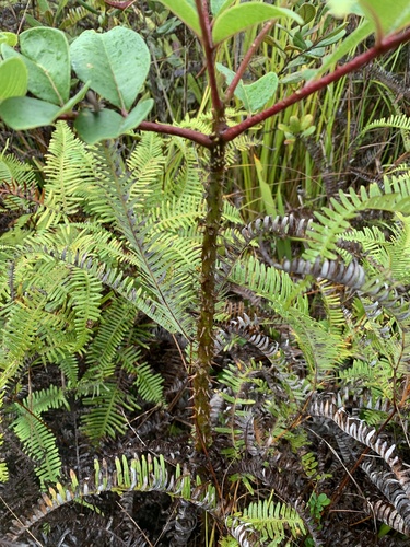 Zanthoxylum myriacanthum, 2021-05-02