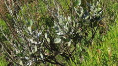 Osteospermum imbricatum