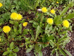 Taraxacum