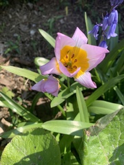 Tulipa saxatilis