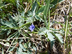 Gentiana prostrata