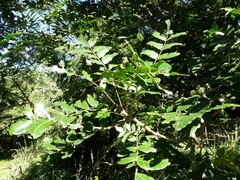 Harpephyllum caffrum