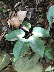 Stauntonia hexaphylla