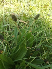 Plantago lanceolata