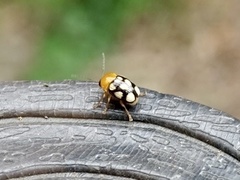 Cryptocephalus luteosignatus