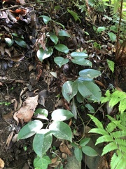 Stauntonia hexaphylla