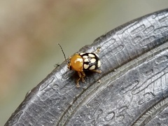 Cryptocephalus luteosignatus