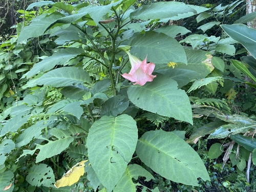 Brugmansia suaveolens