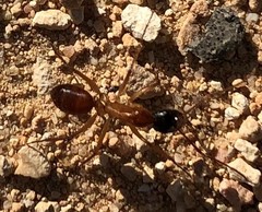 Camponotus nigriceps