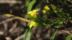 Gnidia styphelioides