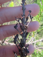 Cyclopia pubescens