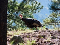 Meleagris gallopavo merriami