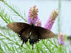 Papilio glaucus