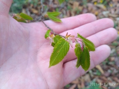 Carpinus cordata