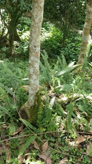 Casearia membranacea