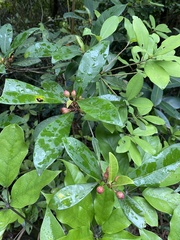 Psychotria asiatica