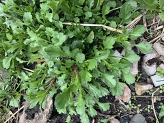 Leucanthemum vulgare