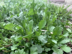Leucanthemum vulgare