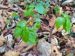 Euonymus maximowiczianus