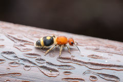 Odontomutilla uranioides