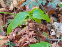 Euonymus maximowiczianus