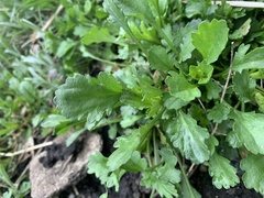 Leucanthemum vulgare