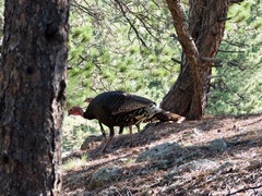 Meleagris gallopavo merriami