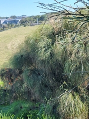 Cyperus papyrus