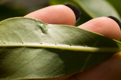 Psychotria mariniana