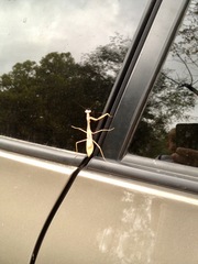 Stagmomantis carolina