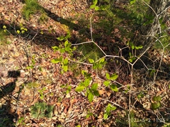 Philadelphus tenuifolius
