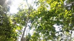 Casearia membranacea