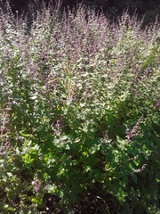 Syncolostemon obermeyerae