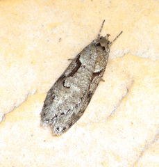 Semioscopis steinkellneriana
