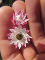 Achyranthemum affine