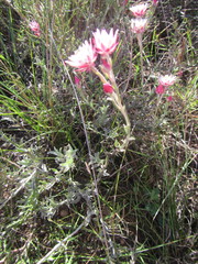 Achyranthemum affine