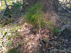 Pinus koraiensis