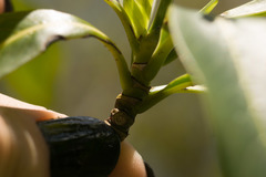 Psychotria mariniana