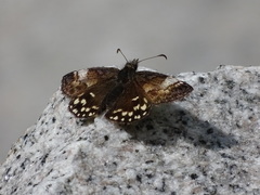 Erynnis montanus