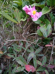 Kielmeyera rubriflora