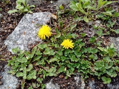 Taraxacum