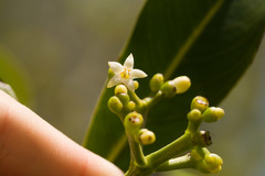 Psychotria mariniana