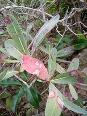 Kielmeyera rubriflora