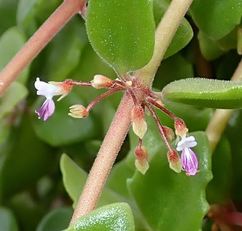 Coleus prostratus